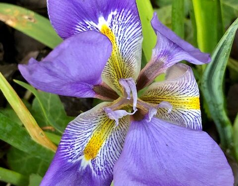 Iris ‘Mattugguarda’