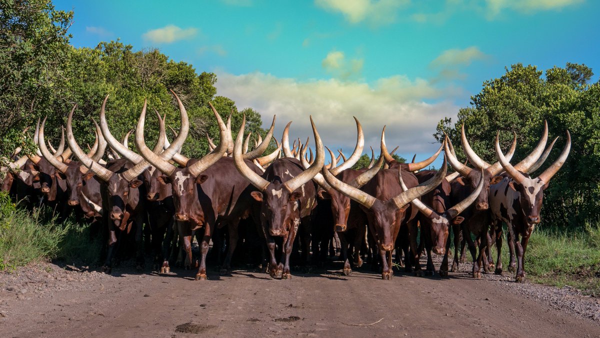 Le tipiche vacche rwandesi dalle lunghe corna