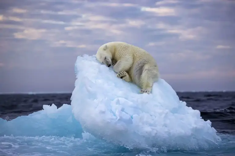 polar bear snoozes on Photograph: Nima Sarikhani/Wildlife Photographer of the Year/PA
